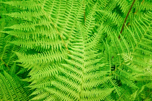 Textur ormbunke ljus grönt gräs — Stockfoto
