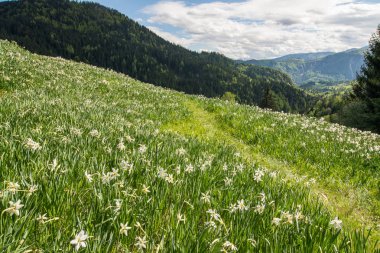 Alpin çayır üzerinde beyaz nergis