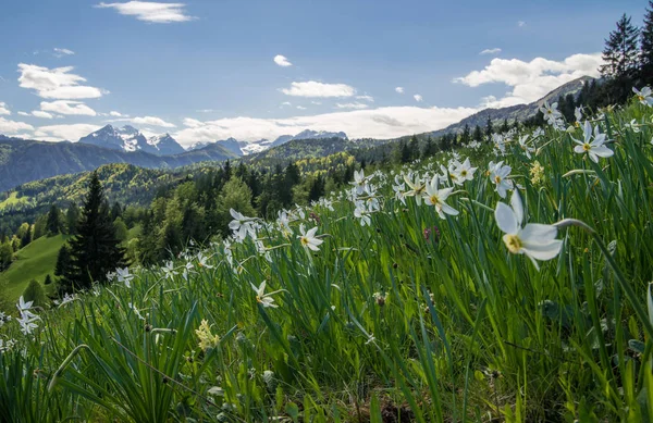 White narcissus on alpine meadow — Stock Photo, Image