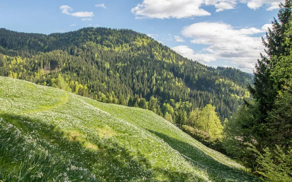 Narcyz biały na alpejskiej łąki — Zdjęcie stockowe