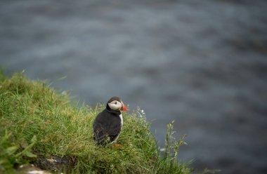 Şirin ortak martı kuş
