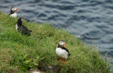 Şirin ortak martı kuş