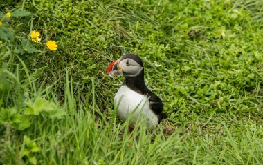 Şirin ortak martı kuş