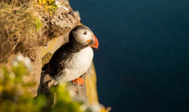 Şirin ortak martı kuş