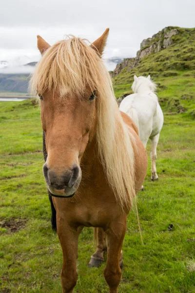 Beautiful icelandic horse — Stock Photo, Image