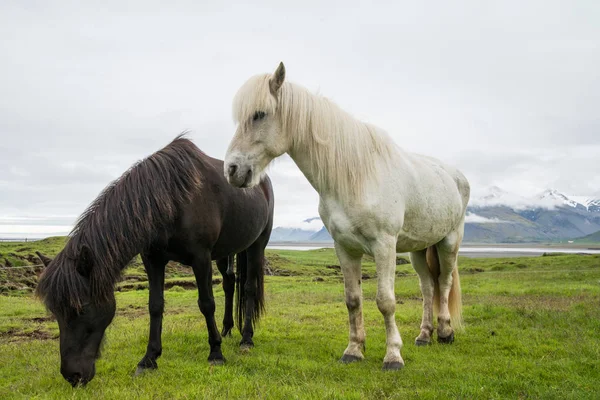 Beautiful icelandic horse — Stock Photo, Image