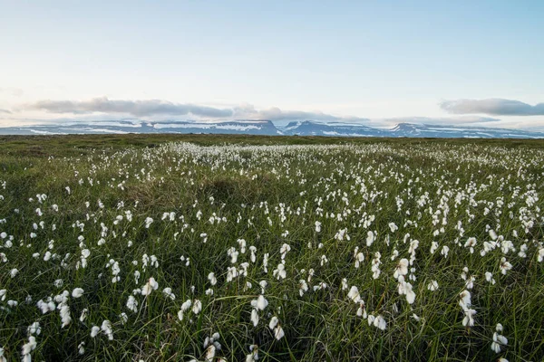 Pięknych wulkanicznych krajobrazów Islandii — Zdjęcie stockowe
