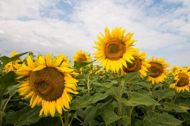 Bir çayır üzerinde renkli ayçiçeği