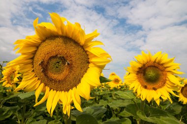 Bir çayır üzerinde renkli ayçiçeği