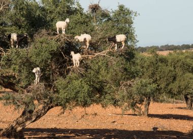 Argan ağacı üzerinde tırmanma keçi