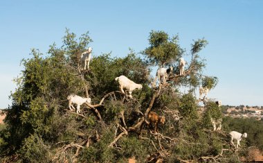 Argan ağacı üzerinde tırmanma keçi