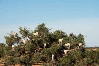 Argan ağacı üzerinde tırmanma keçi