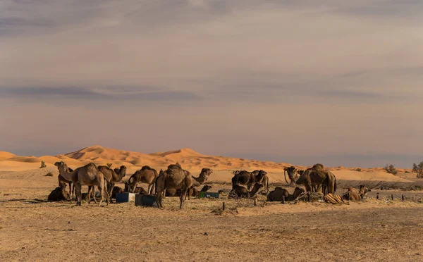 Merzouga Fas yakınındaki doğal çöl — Stok fotoğraf