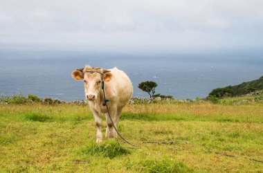 Volkanik doğal yeşil peyzaj Azor Adaları