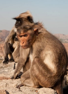 Sevimli küçük maymun yakınındaki antik şehir Hampi içinde Hindistan