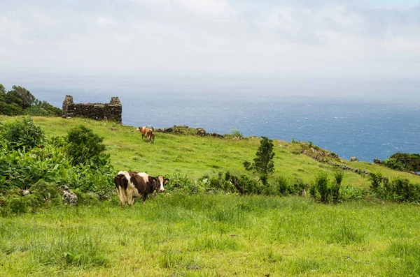 Paisaje verde escénico de las islas volcánicas Azores — Foto de Stock