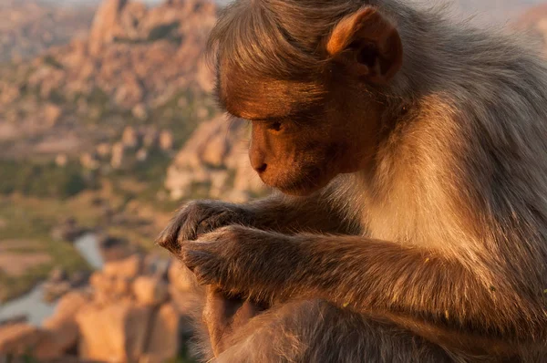 Søt liten ape nær oldtidsbyen Hampi i India – stockfoto