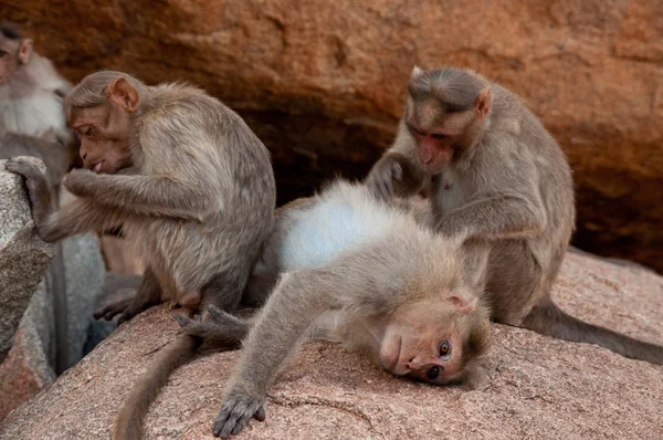 Søt liten ape nær oldtidsbyen Hampi i India – stockfoto