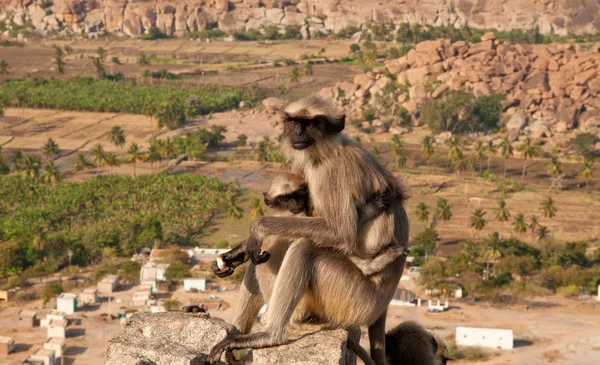 Søt liten ape nær oldtidsbyen Hampi i India – stockfoto