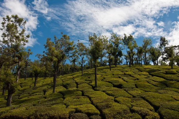 インド南部の風光明媚な茶畑 — ストック写真