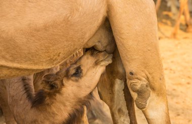 Sevimli deve, Rajasthan Hindistan Ulusal Araştırma Enstitüsü