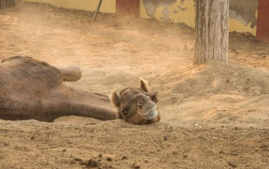 Sevimli deve, Rajasthan Hindistan Ulusal Araştırma Enstitüsü