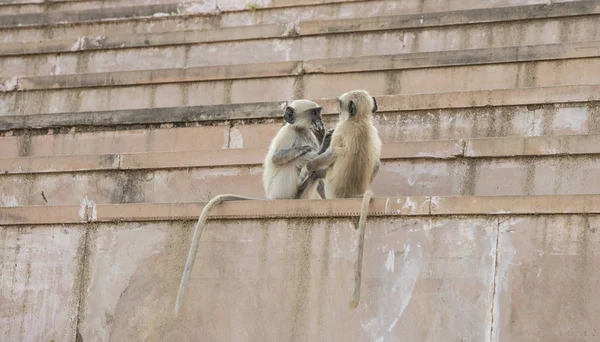 Søt liten ape i Rajasthan, India – stockfoto