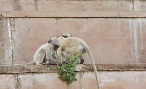 Søt liten ape i Rajasthan, India – stockfoto