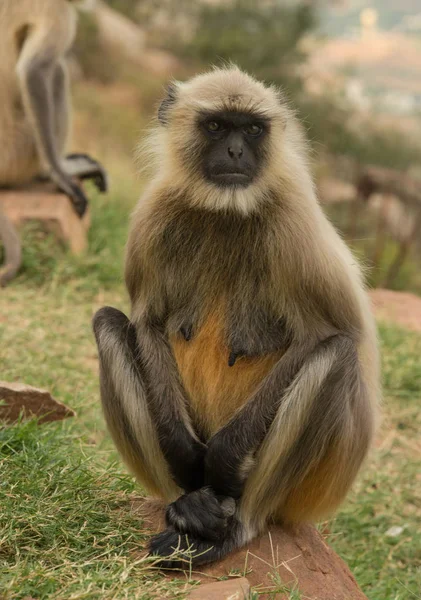 Søt liten ape i Rajasthan, India – stockfoto