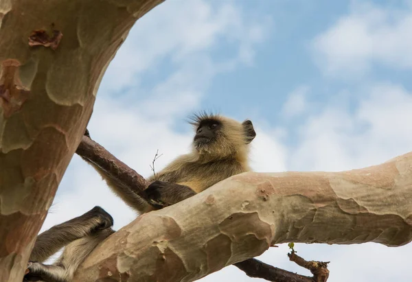 Lindo mono en Rajastán, India — Foto de Stock