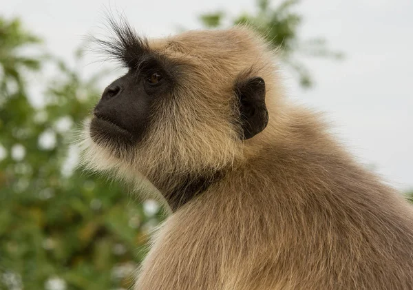 Lindo mono en Rajastán, India — Foto de Stock