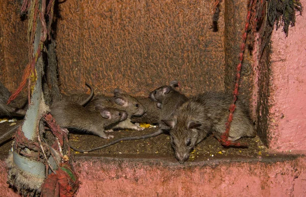 Alimentando ratos no templo Karni Mata em Rajasthan, Índia — Fotografia de Stock