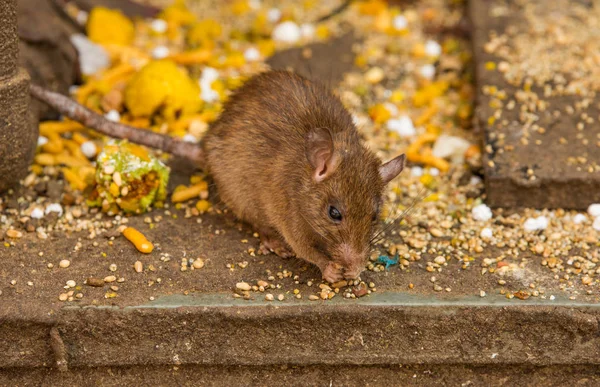 Krmení potkanů v chrámu Karni Mata v Rajasthan, Indie — Stock fotografie