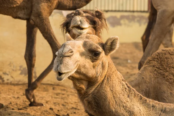 Cute camel in the national research insitute in Rajasthan, India — Stock Photo, Image