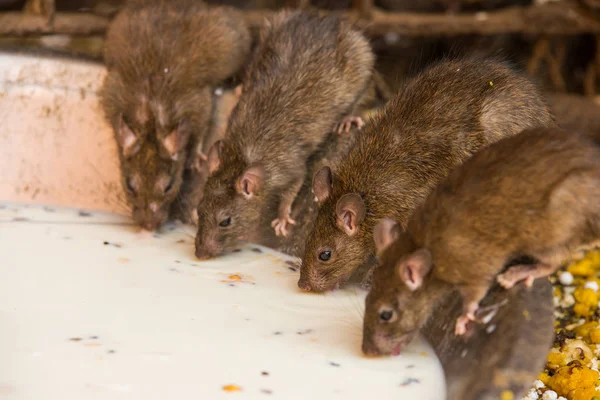 Alimentando ratos no templo Karni Mata em Rajasthan, Índia — Fotografia de Stock