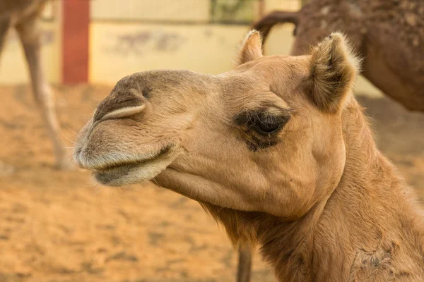 Niedliches Kamel im nationalen Forschungsinstitut in Rajasthan, Indien — Stockfoto