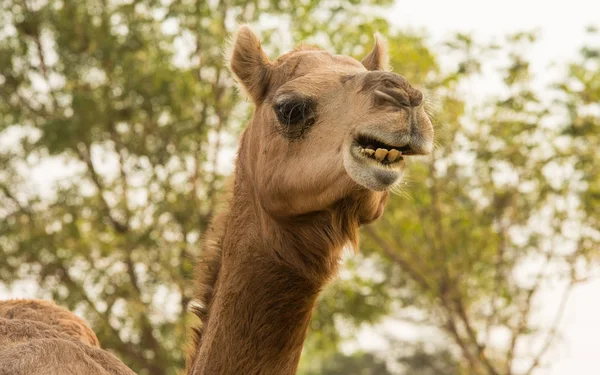 Niedliches Kamel im nationalen Forschungsinstitut in Rajasthan, Indien — Stockfoto