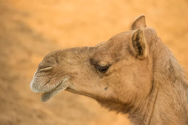 Cute camel in the national research insitute in Rajasthan, India — Stock Photo, Image