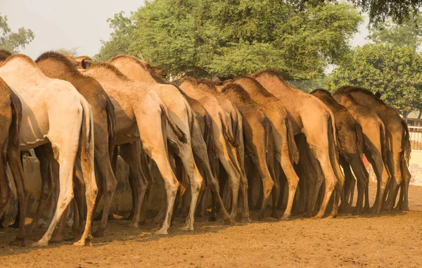Sevimli deve, Rajasthan Hindistan Ulusal Araştırma Enstitüsü — Stok fotoğraf