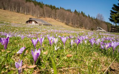 Doğal yüksek alpine mera Velika Planina ve geleneksel ahşap çoban evler 