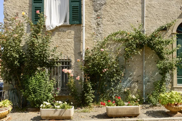 Flores na grosseira fachada velha, Sassello, Itália — Fotografia de Stock