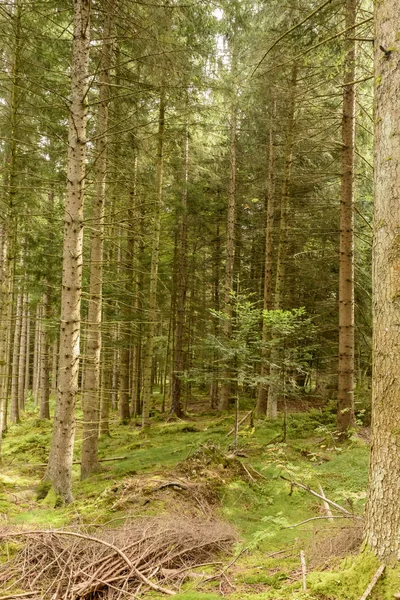 Kara Orman, Almanya için çam ağaçları