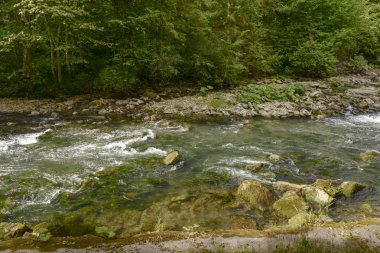 ağaçları, Almanya arasında Wutach Nehri'nin su jakuziler