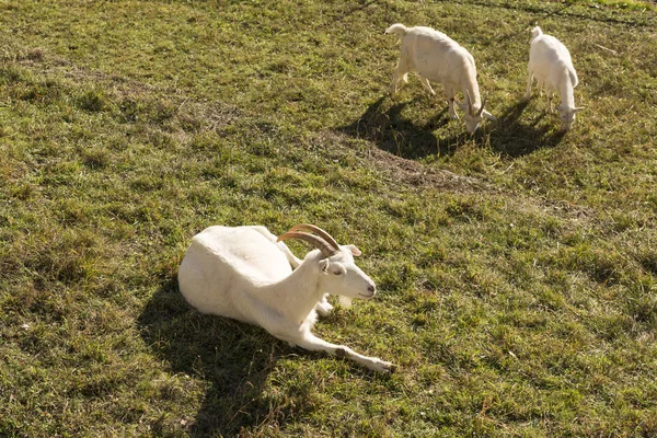 Chèvre blanche reposant sur l'herbe d'hiver, Crodo, Ossola — Photo