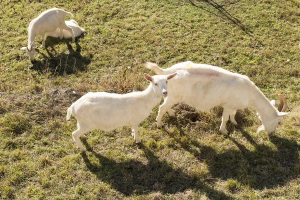 Weiße Ziegen auf Wintergras, Krodo, Ossola — Stockfoto