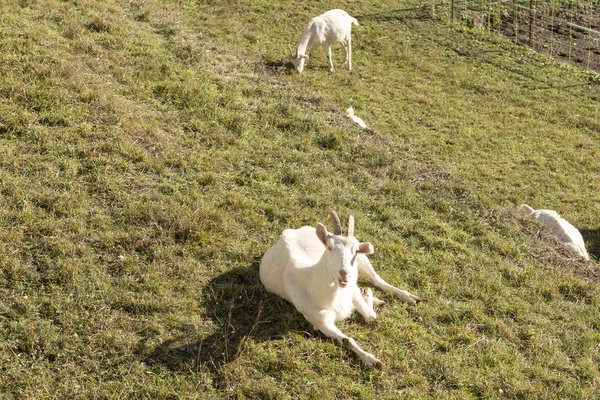 Weiße Ziege ruht auf Wintergras, Krodo, Ossola — Stockfoto