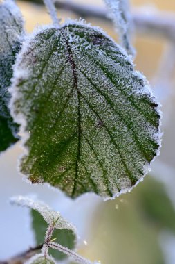 yeşil kış yaprağına süsleyin