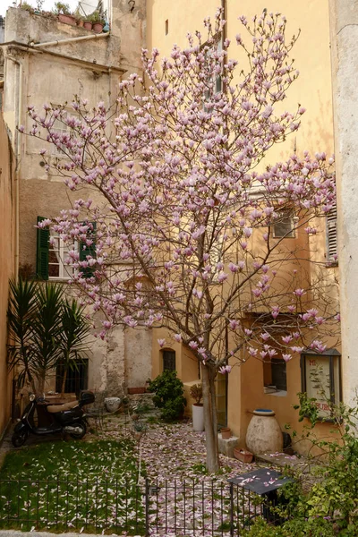 Magnolia tree blossoming among old houses, Finalborgo, Italy — Stock Photo, Image