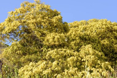 çiçek açması Mimoza ağaçlar, Liguria, İtalya