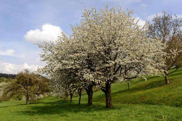 Fältet av blommande äppelträd, baden — Stockfoto